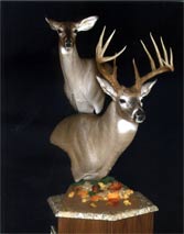 Jack Laverdiere's Whitetail Buck & Doe Pedestal Mount