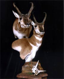Antelope Pedistal Mount